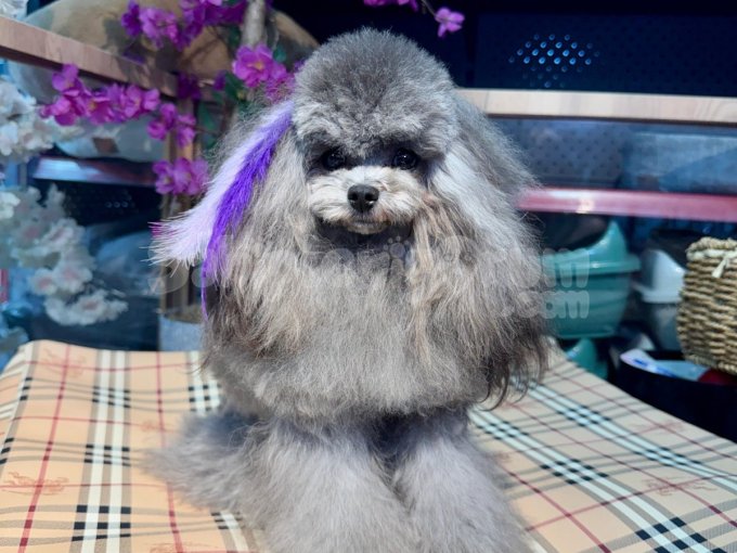 Korea Kan Kisa Bacak Poodle Bebekler Kisa Kuyruk