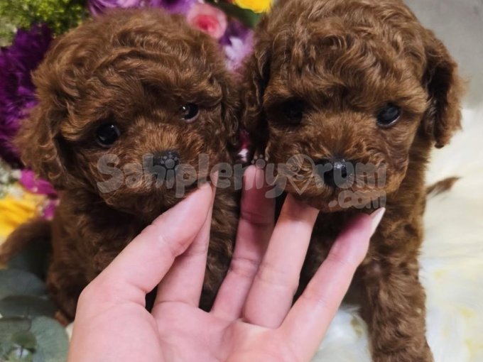Tuvalet Eğitimine Başlamış Poodle