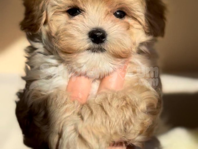 Eğitimli Ve Sağlıklı Maltipoo Yavrular