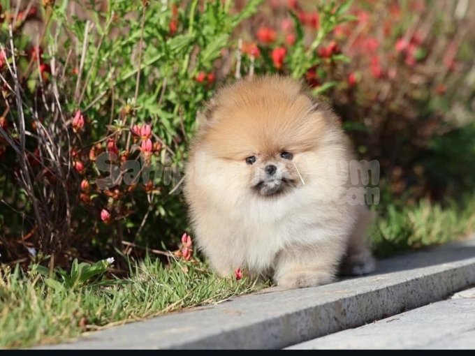 Ayıcık Surat Pomeranian Boo Yavrular