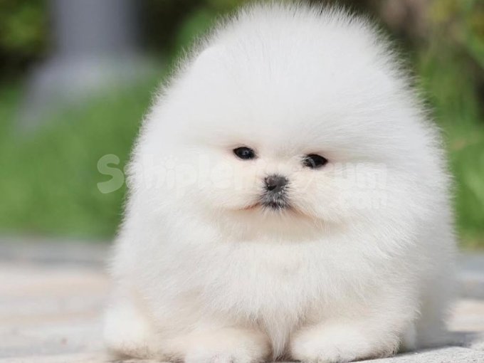 Ev Ortamında Büyüyen Pomeranian Boo