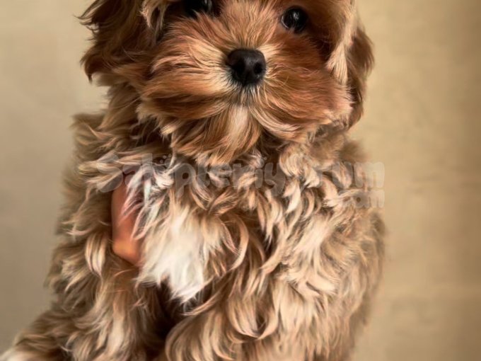 Pamuk Gibi Sevgi Dolu Maltipoo Yavruları