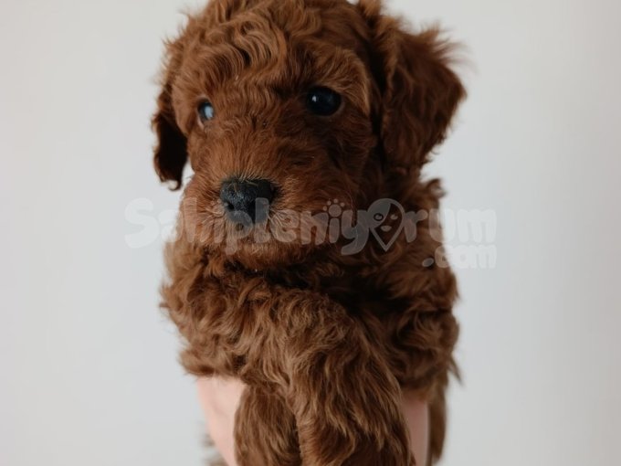 Sevimlilik Abidesi Mini Poodle Yavruları????