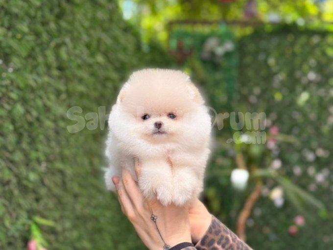 Mini Boy Oyuncu Pomeranian Boo