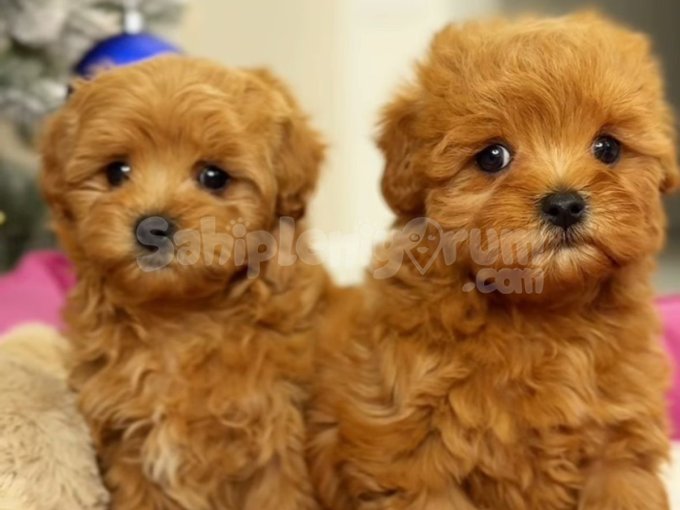 Özel Renk Safkan Maltipoo Yavrular