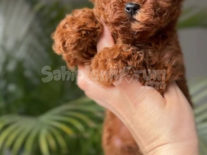 Mini Boy Oyuncu Poodle Yavrular