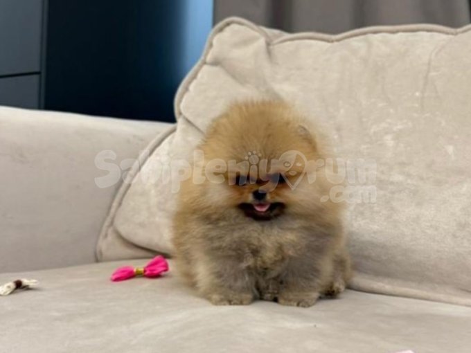 Yeni Ailesini Bekleyen Pomeranian Boo ????‍❄️