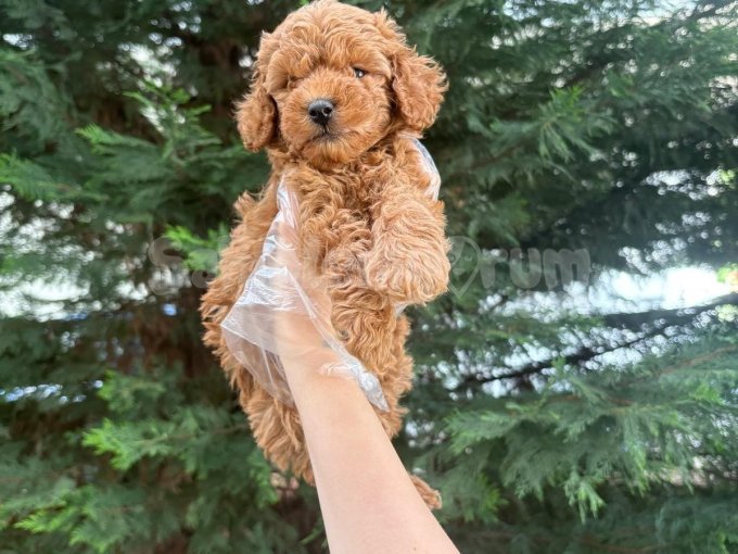 ????????Mini Boy Toy Poodle Yavrular