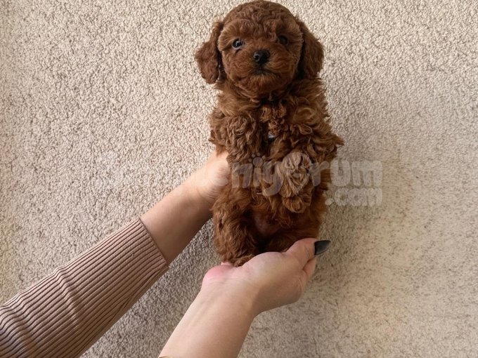 Sevecen Karakterli Mini Poodle Dostlar