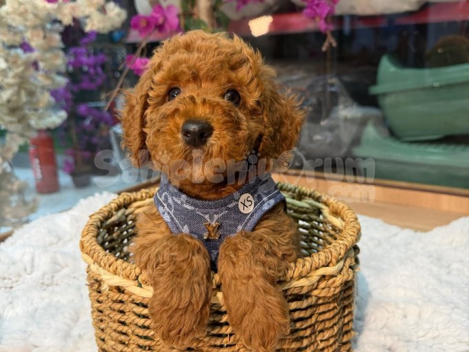Mikro Boy Toy Poodle Bebekler Yeni Evini Arıyor