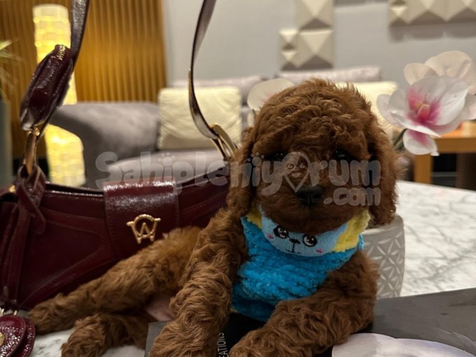 Minik Poodle Yavrular Yeni Yuvasına Gitmeye Hazır