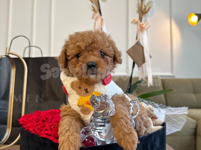Mini Boy Toy Poodle Yavrularımız