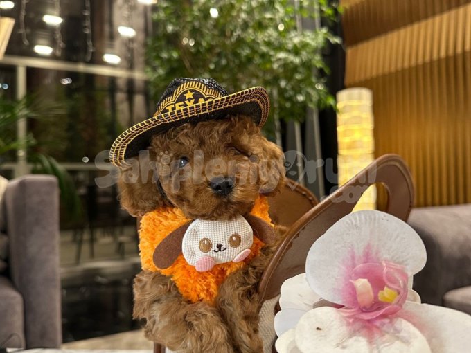 Sevimli Toy Poodle Yavrular Yeni Yuvalarını Arıyor