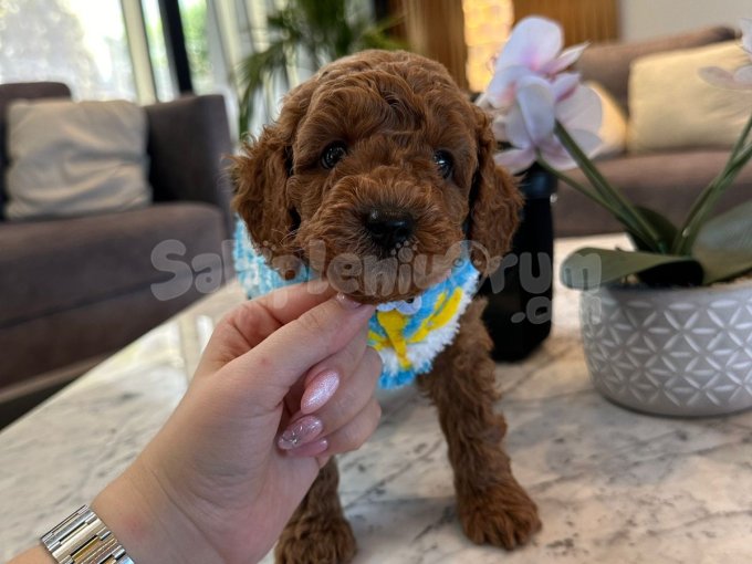 Irk Ve Sağlık Garantili Toy Poodle