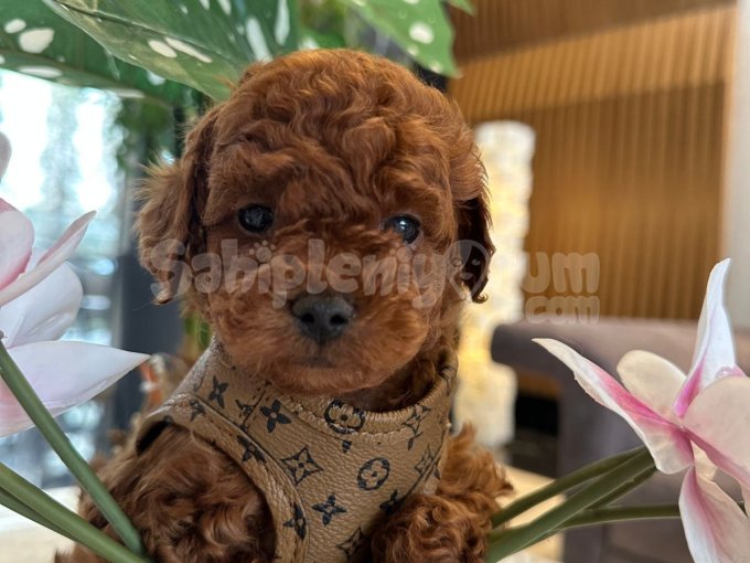 Oyuncu Ve Sosyal Karakterli Poodle  Yavrular