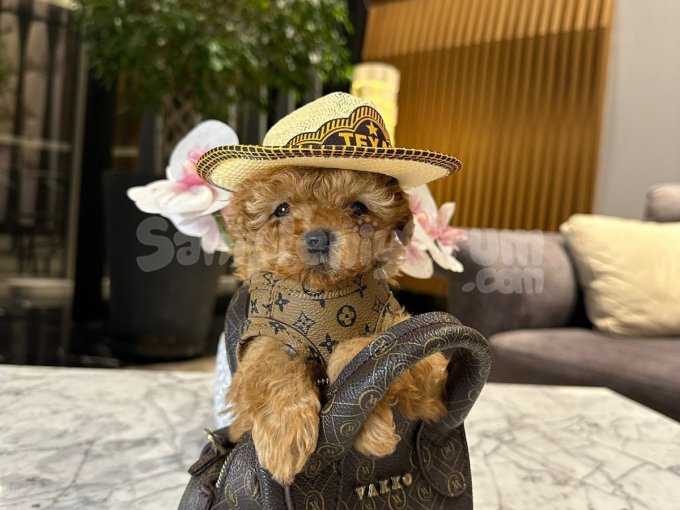 Sevgi Dolu Poodle Yavruları Yeni Aile Bekliyor