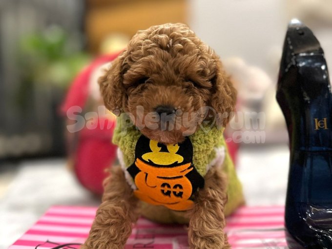 * Ev İçin İdeal Poodle Yavruları