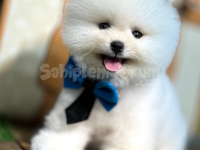 Aşıları Tam, Sağlıklı Pomeranian Yavrular