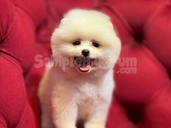 Küçük Irk Pomeranian Bebekler Hazır