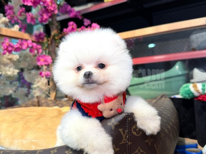 Safkan Pomeranian Boo Teddy Face Bebekler