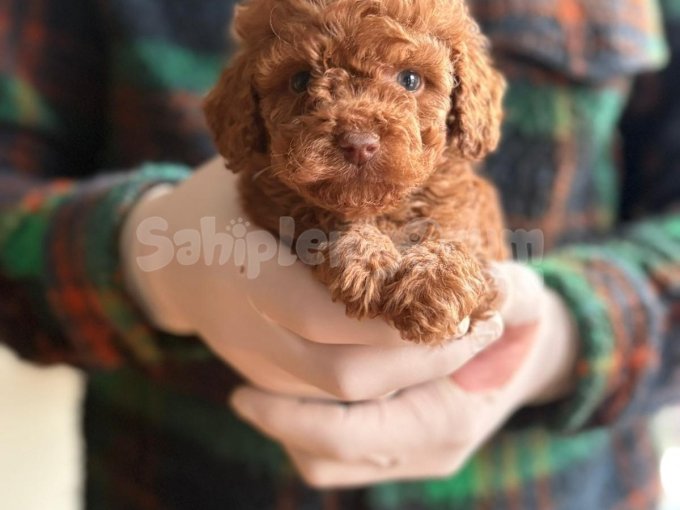 Yoğun Tüylü Sevimli Toy Poodlelar