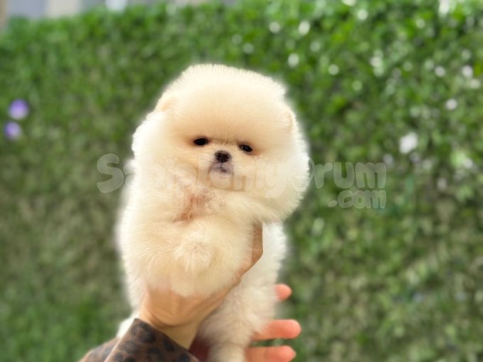 Safkan Pomeranian Boo Yavrularımız
