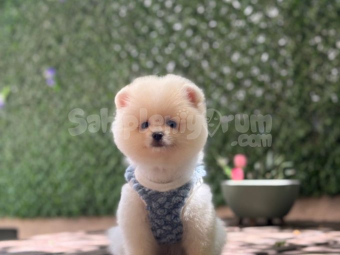Sevimli Pomeranian Boo Yavrularımız Yeni Yuvalarını Arıy