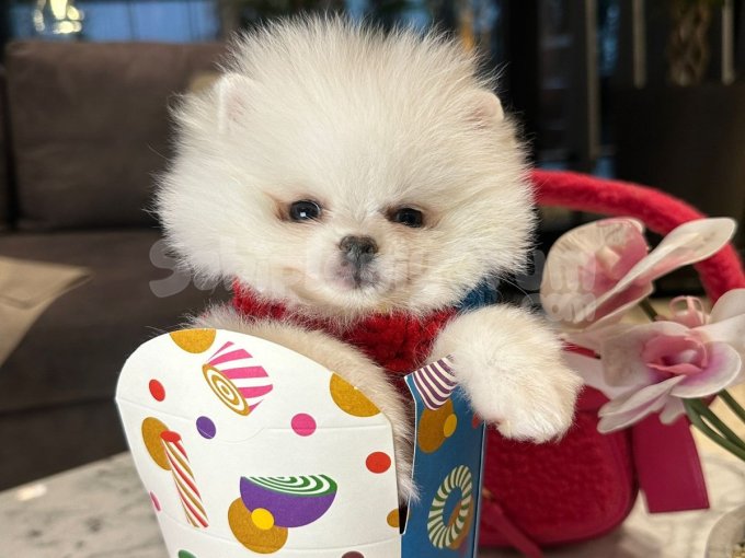 Safkan Pomeranian Yavrular – Tuvalet Eğitimine Başladı