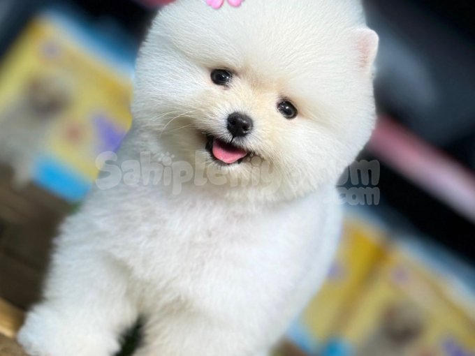 Mini Irk Pomeranian Yavrular – Aşılı Ve Sağlıklı