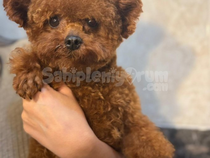 Minik Zeka Topu: Poodle Yavrularımız Hazır