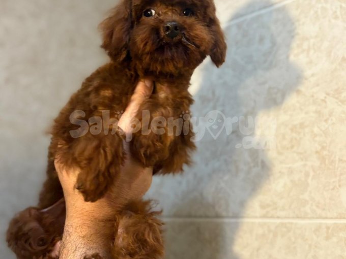 * Kucakta Mutluluk: Mini Poodle Yavrular