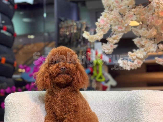 Sevgiyle Büyütülmüş Özel Poodle Bebekleri