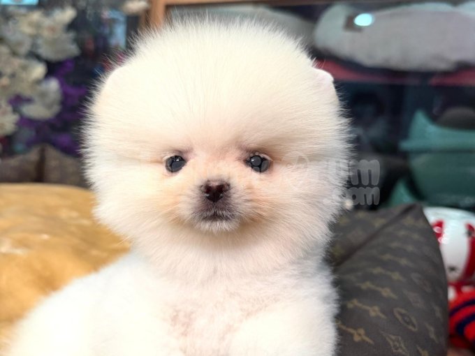 Safkan Mini Pomeranian Yavrular Satılık