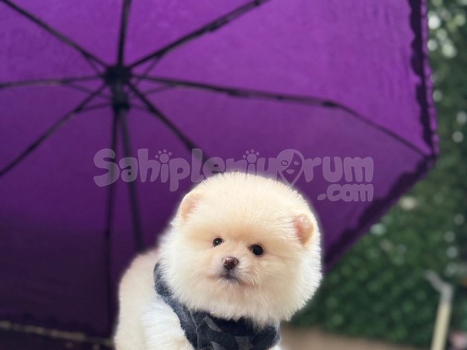 Oyuncu Karakterli Teddy Pomeranian Bebekleri