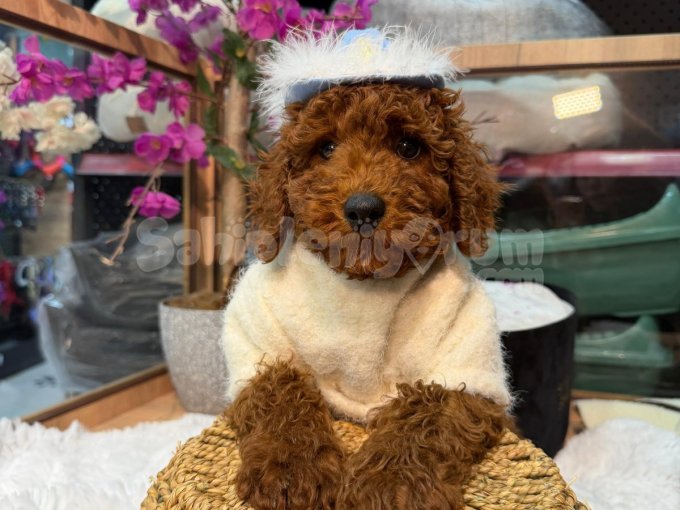 Oyuncak Görünümlü Akıllı Poodle’lar