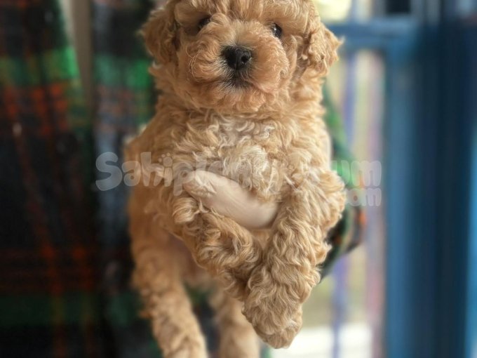 Veteriner Kontrolleri Tamamlanmış Poodle Bebekleri