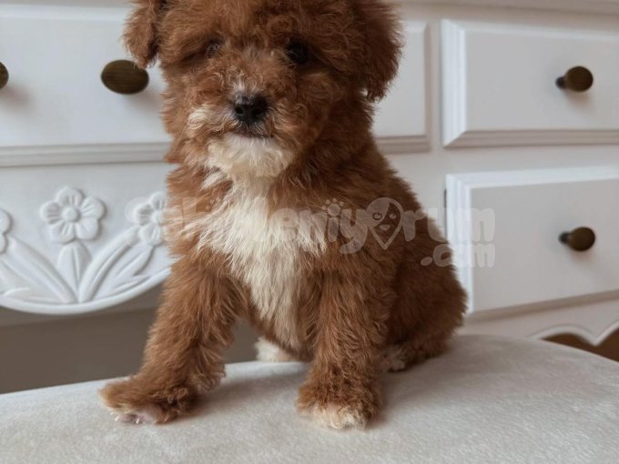 Aile Ortamında Yetişmiş Sağlıklı Poodle Bebekleri