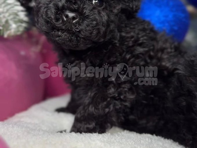 Özenle Büyütülmüş Poodle Bebekleri