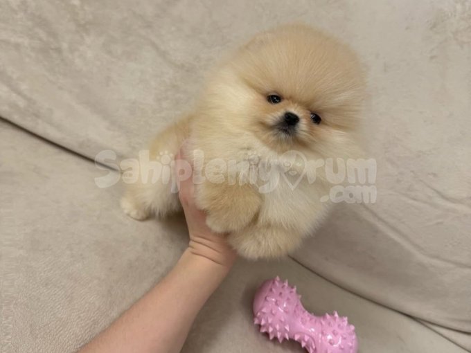 Bulut Gibi Yumuşacık Pomeranian Bebekler