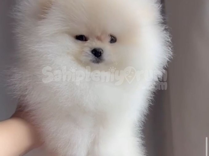 Sosyal Medya Fenomeni Olacak Pomeranian’lar