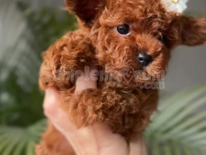 Hayalinizdeki Toy Poodle Burada