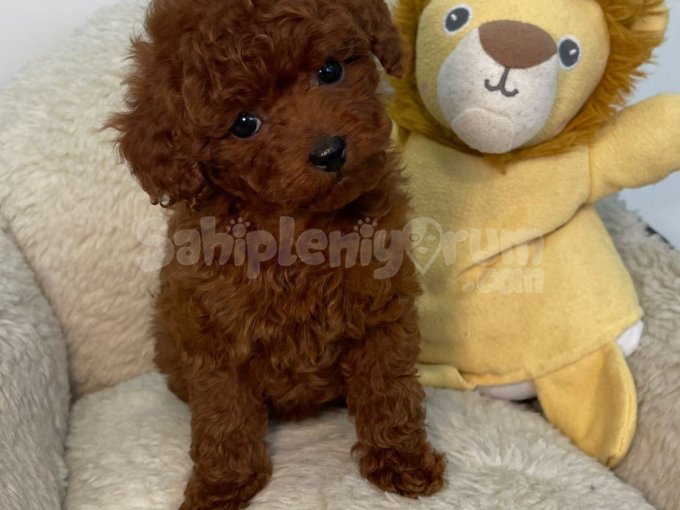 Karakteri Ve Güzelliğiyle Özel Poodle