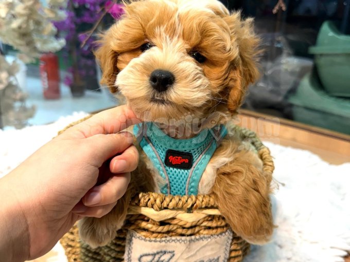 Minik Boy Maltipoo Yavrularımız