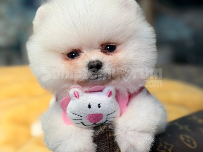 Göreni Kendine Hayran Bırakan Pomeranian Boo