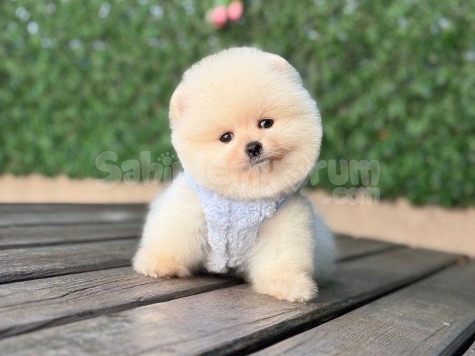 Hayalinizdeki Pomeranian Burada