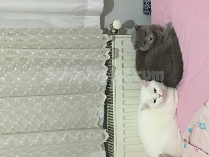 British Shorthair Ücretsiz Sahiplendirilicektir