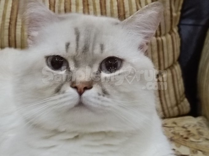 Biritish Blue Point Kedi Uysal
