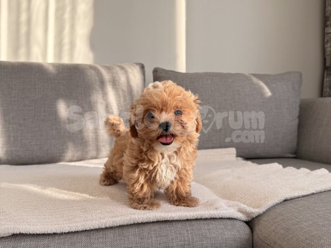 Ev Doğumlu Maltipoo Yavrum Teacup Boy