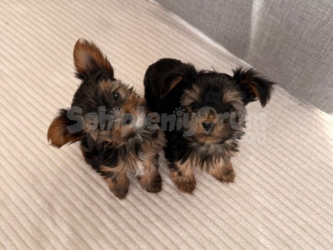 Ev Doğumlu Teacup Yorkshire Terrier