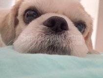 Köpeğimi Sahiplendirmek Istiyorum